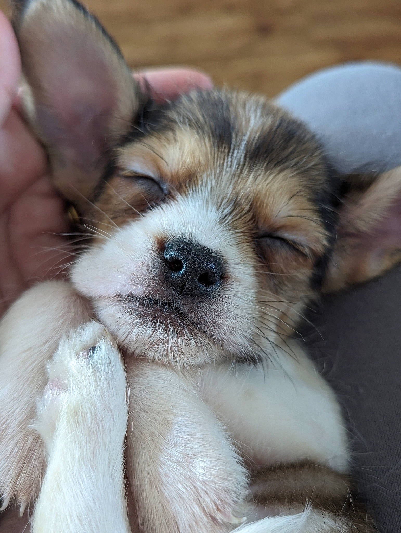 Rufus joined the competition — help win amazing prizes! canidae, carnivore, comfort, companion_dog, dog, dog_breed, ear, fawn, fur, paw, puppy_love, snout, sporting_group, terrestrial_animal, toy_dog, whiskers, working_animal