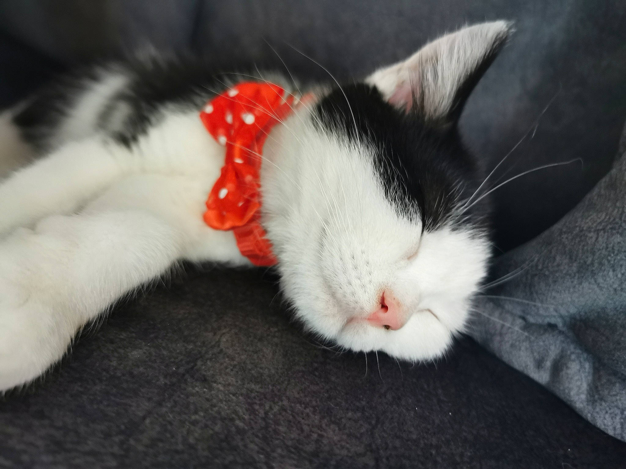 Norah joined the competition — help win amazing prizes! carnivore, cat, claw, domestic_short_haired_cat, ear, felidae, fur, kitten, mammal, nap, paw, polydactyl_cat, sleep, small_to_medium_sized_cats, snout, tail, whiskers