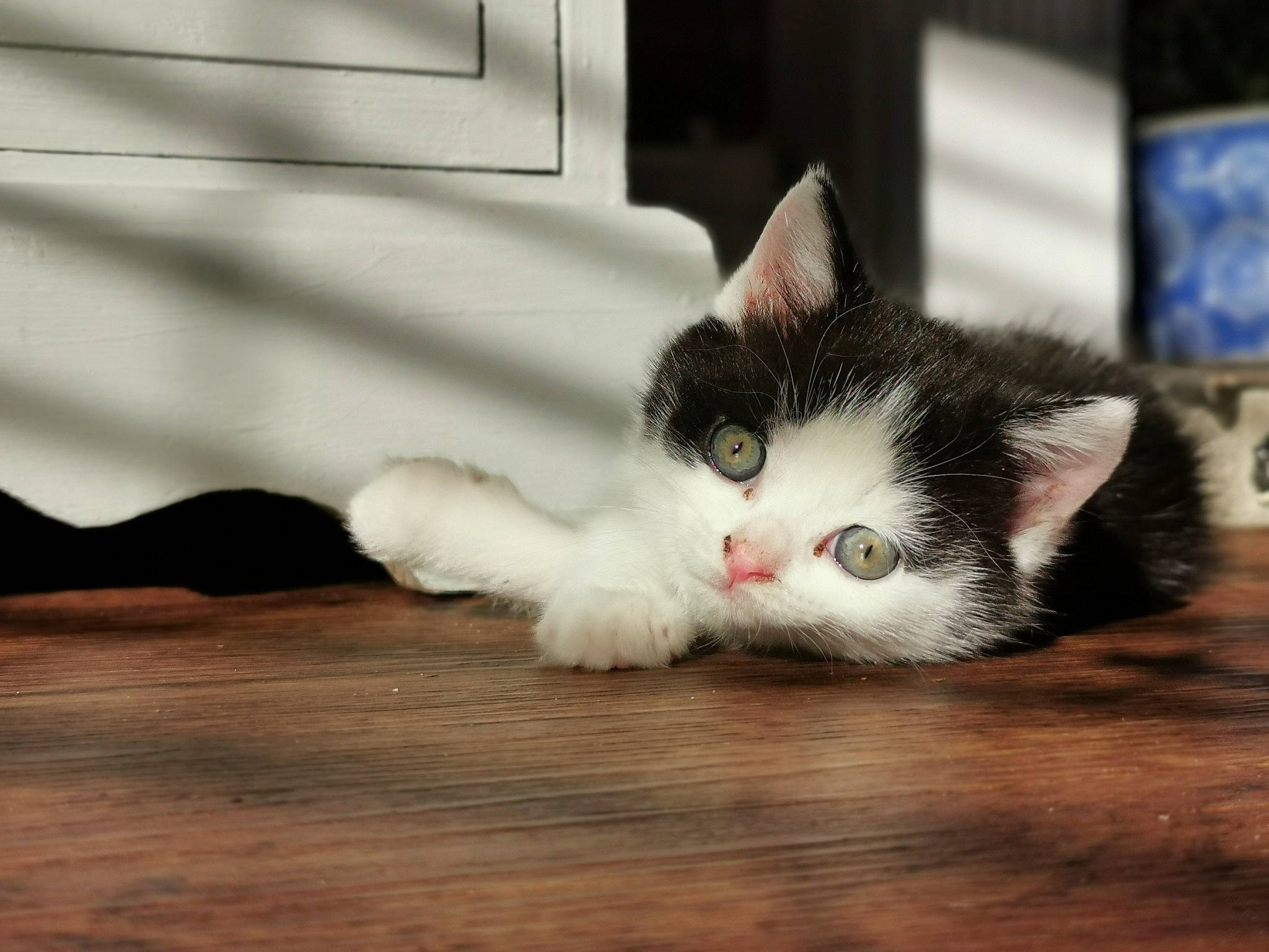 Norah joined the competition — help win amazing prizes! aegean_cat, carnivore, cat, domestic_short_haired_cat, ear, european_shorthair, eye, felidae, flooring, fur, kitten, mammal, munchkin, norwegian_forest_cat, nose, paw, polydactyl_cat, small_to_medium_sized_cats, snout, whiskers