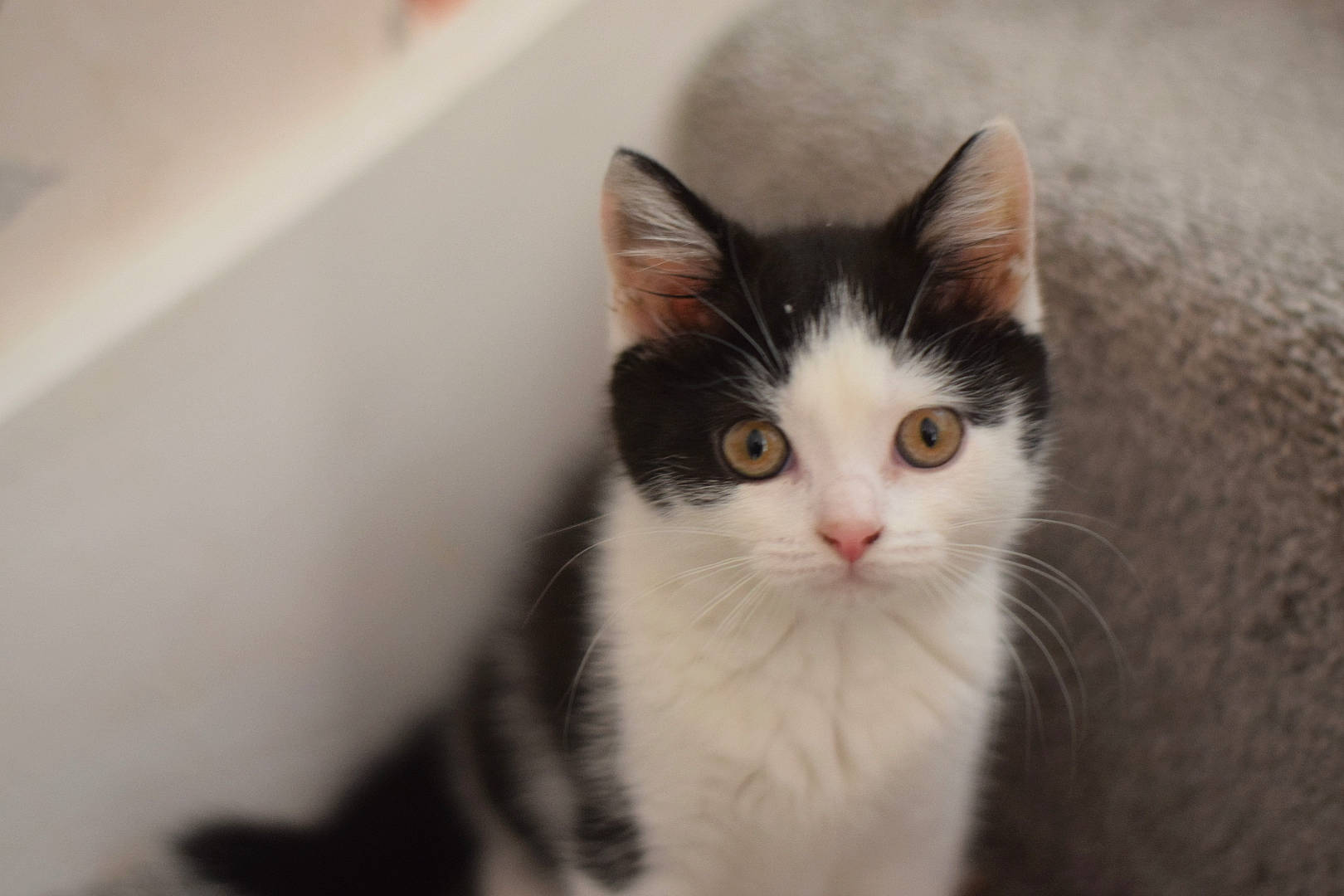 Norah is registered to the contest to win money with this photo: aegean_cat, american_wirehair, carnivore, cat, domestic_long_haired_cat, domestic_short_haired_cat, european_shorthair, eye, felidae, fur, kitten, mammal, norwegian_forest_cat, nose, ojos_azules, polydactyl_cat, small_to_medium_sized_cats, snout, vertebrate, whiskers