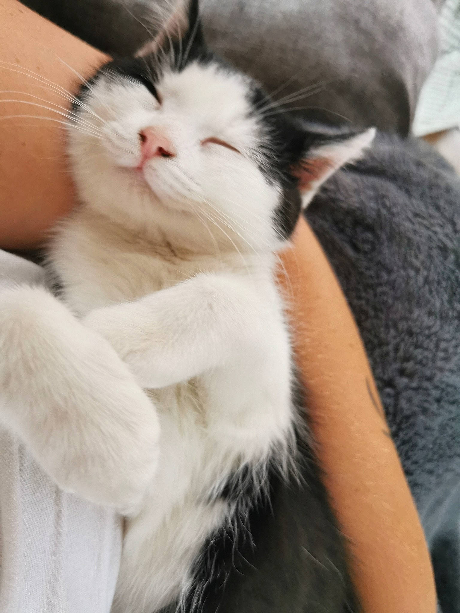 Norah joined the competition — help win amazing prizes! carnivore, cat, claw, ear, felidae, fur, kitten, mammal, norwegian_forest_cat, paw, skin, small_to_medium_sized_cats, snout, whiskers