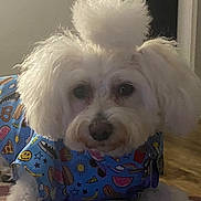 Lumie joined the competition — help win amazing prizes! black_nose, blanket, canine, cartoon_pattern, close_up, colorful_clothing, cute, dog, fluffy, groomed, home, indoor, large_eyes, long_fur, looking_at_camera, pet, portrait, small_dog, white_dog, wood_floor
