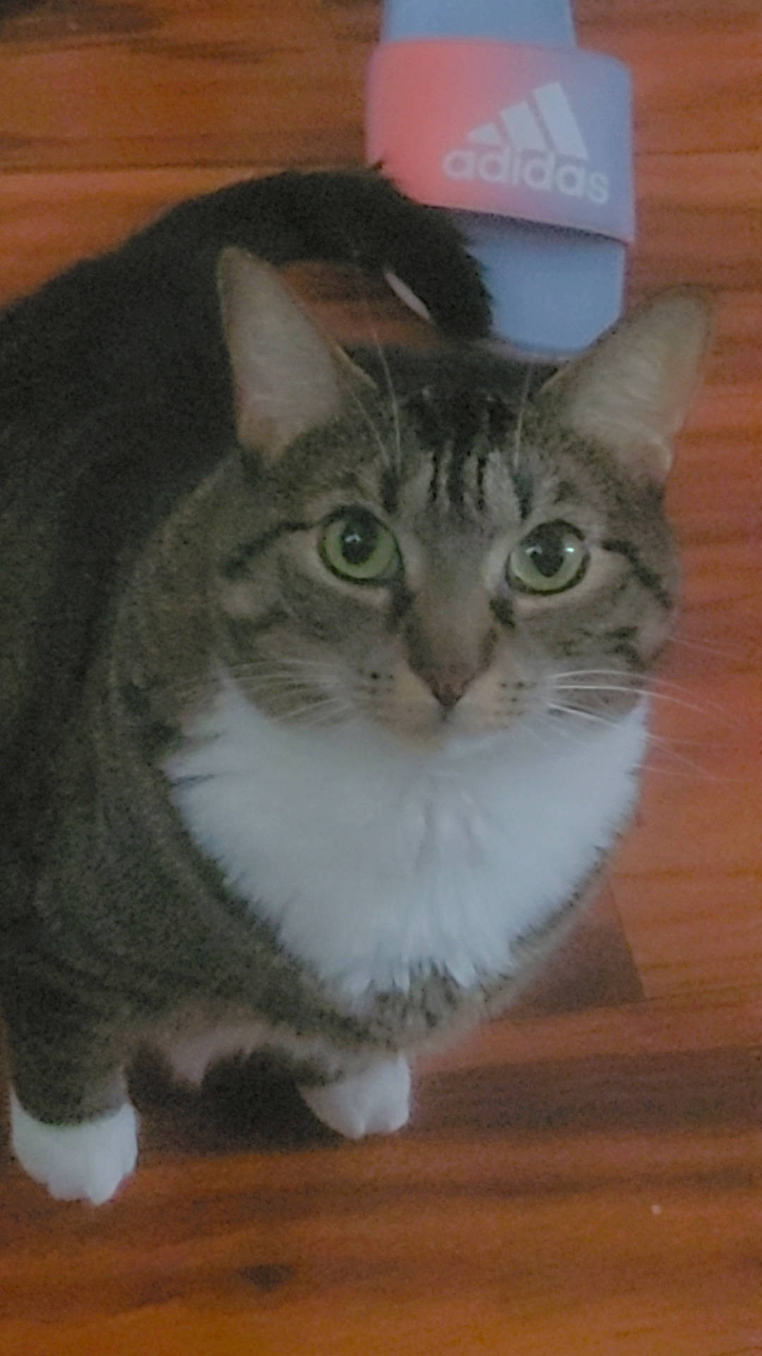 Peanut