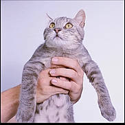 Schmuley is registered to the contest to win money with this photo: cat, gray_cat, tabby, pet, animal, fur, yellow_eyes, human_hand, holding, portrait, cute, feline, whiskers, indoor, closeup, looking_up, domestic_cat, mammal, soft_fur, gentle