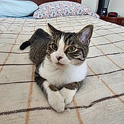 Oscar is registered to the contest to win money with this photo: bed, blanket, cat, closeup, curious, domestic_animal, eyes, feline, fur, headboard, indoor, kitten, lying_down, paws, pet, pillow, portrait, resting, tabby_cat, whiskers
