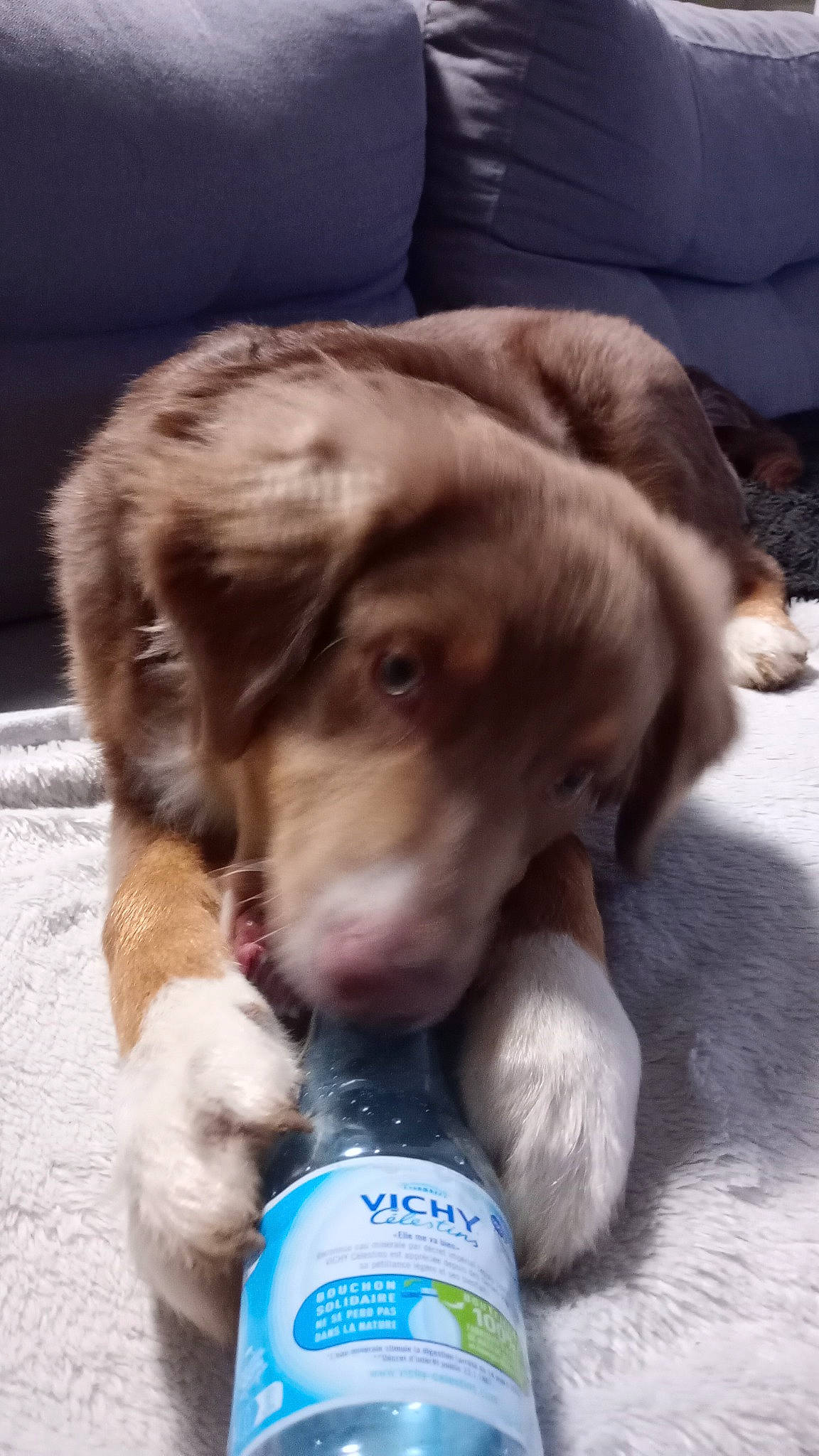 Urban participe au concours pour gagner de l'argent avec cette photo : bottle, carnivore, comfort, companion_dog, dog, dog_breed, fawn, fur, gun_dog, liver, paw, plastic_bottle, retriever, sporting_group, terrestrial_animal, working_animal