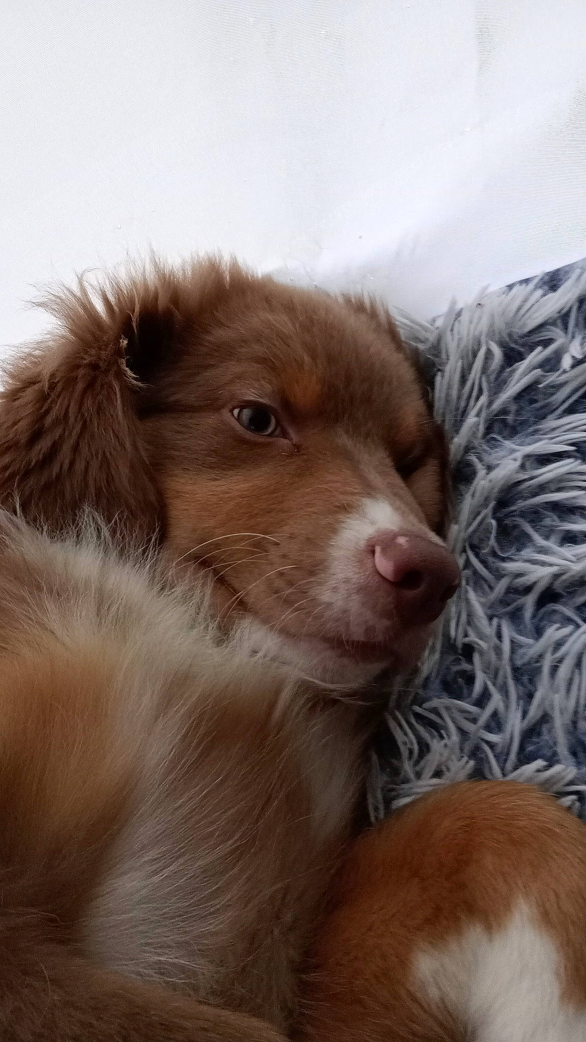 Urban participe au concours pour gagner de l'argent avec cette photo : canidae, companion_dog, dog, dog_breed, ear, eyelash, fur, liver, sporting_group, terrestrial_animal, whiskers, working_animal