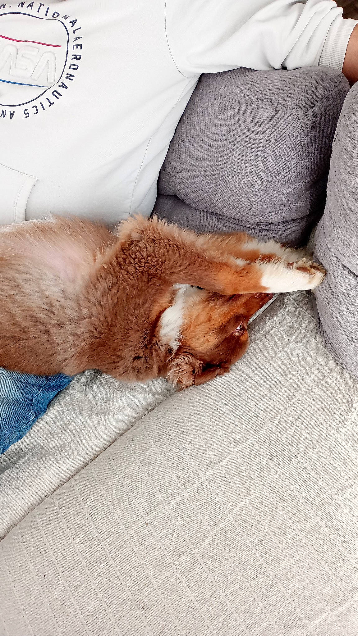 Urban participe au concours pour gagner de l'argent avec cette photo : bedding, carnivore, cat, claw, comfort, companion_dog, domestic_short_haired_cat, fawn, felidae, flooring, fur, human_leg, linens, nap, paw, small_to_medium_sized_cats, tail, textile, whiskers, wood