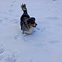 dog, snow, outdoor, animal, pet, merle, fur, winter, cold, playful, canine, tail, nature, daylight, walking, happy, tongue_out, mammal, fluffy, landscape