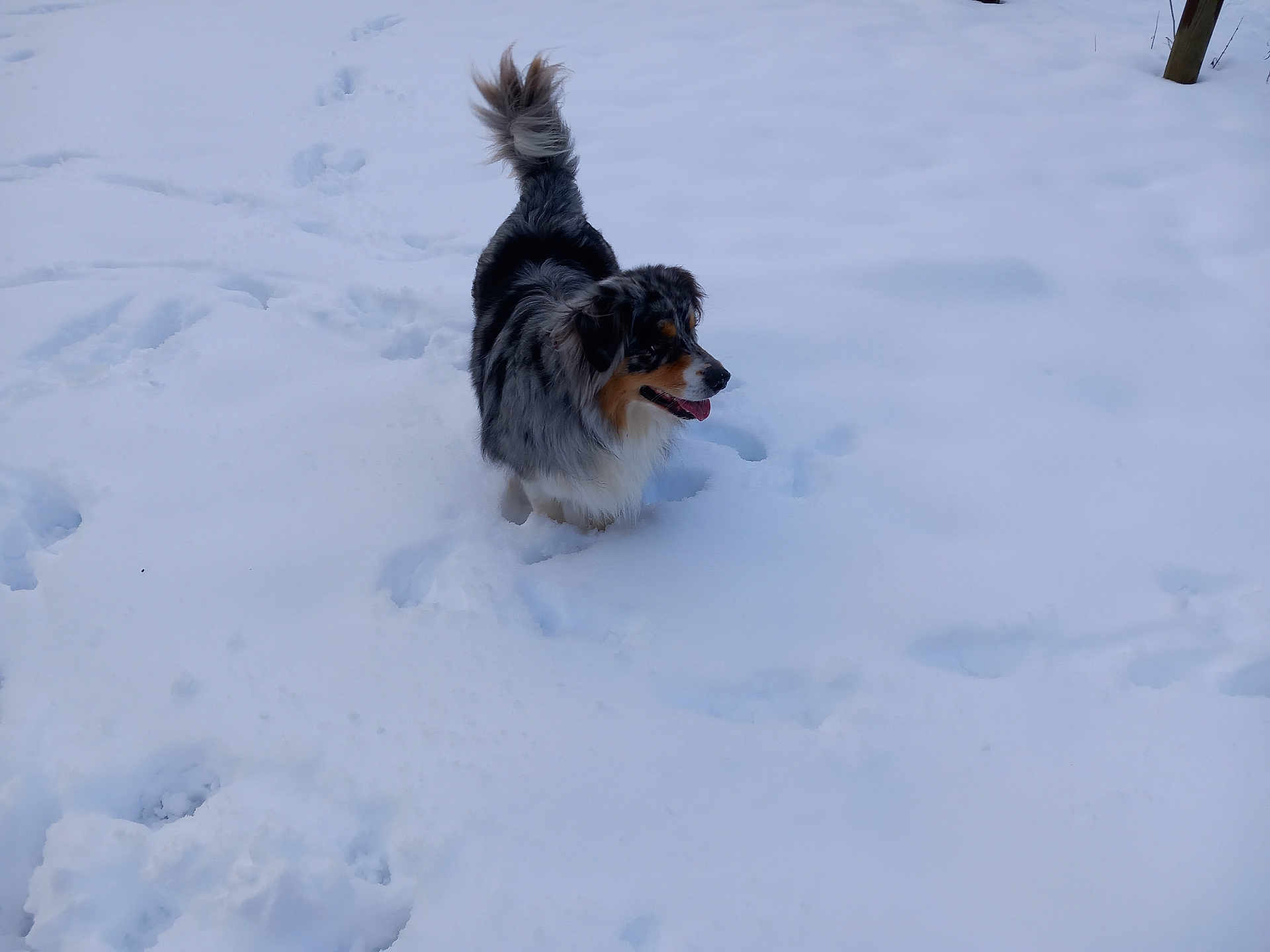 Sam a rejoint le concours — aidez-le/la à gagner de superbes lots ! dog, snow, outdoor, animal, pet, merle, fur, winter, cold, playful, canine, tail, nature, daylight, walking, happy, tongue_out, mammal, fluffy, landscape