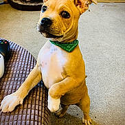 Barry joined the competition — help win amazing prizes! puppy, dog, green_bandana, standing, curious, indoor, carpet, dog_bed, toys, brown_cushion, pet, young_dog, alert, cute, small_dog, domestic, fur, ears, whiskers, playful