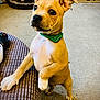 puppy, dog, green_bandana, standing, curious, indoor, carpet, dog_bed, toys, brown_cushion, pet, young_dog, alert, cute, small_dog, domestic, fur, ears, whiskers, playful
