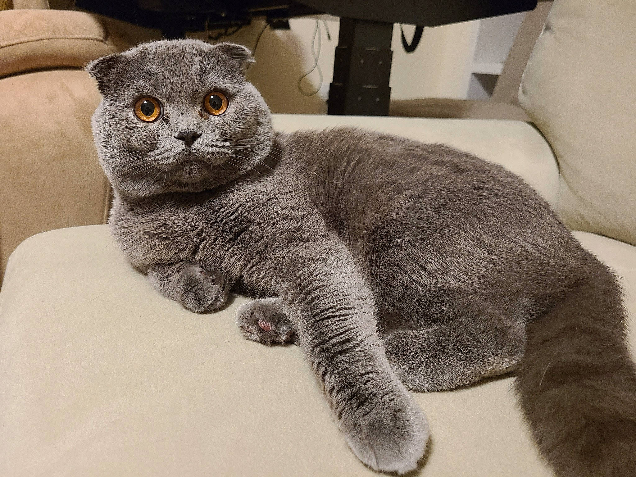 Gucci is registered to the contest to win money with this photo: carnivore, cat, cat_supply, claw, comfort, domestic_short_haired_cat, felidae, fur, grey, organism, paw, russian_blue, scottish_fold, small_to_medium_sized_cats, snout, tail, terrestrial_animal, whiskers, window