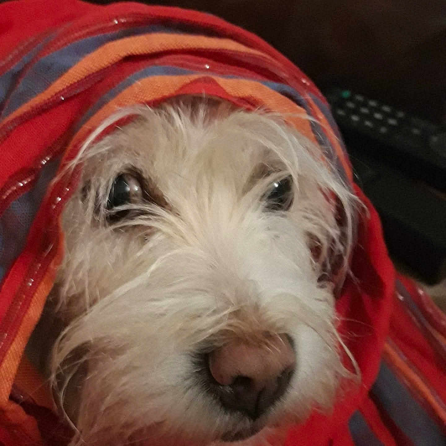 Jared participe au concours pour gagner de l'argent avec cette photo : animal, blanket, close_up, cozy, cute, dog, eyes, face, fur, indoor, muzzle, nose, orange, pet, portrait, red, snuggled, striped, texture, warm