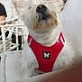 dog, white_dog, red_harness, pet, cushion, chair, outdoor, sunlight, fur, nose, ears, domestic_animal, animal, cute, fluffy, sitting, close_up, portrait, relaxing, daylight