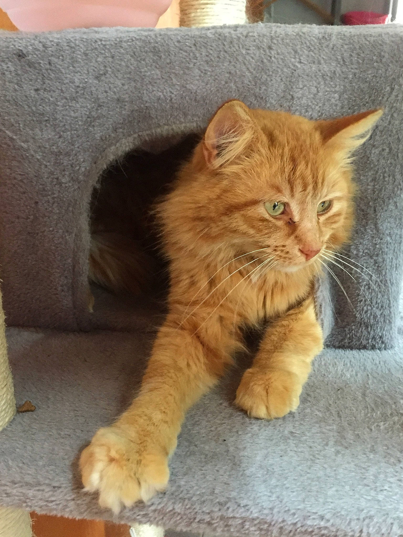 Garfield participe au concours pour gagner de l'argent avec cette photo : carnivore, cat, claw, comfort, couch, domestic_short_haired_cat, fawn, felidae, flooring, foot, fur, hardwood, paw, sitting, small_to_medium_sized_cats, snout, tail, terrestrial_animal, whiskers, wood