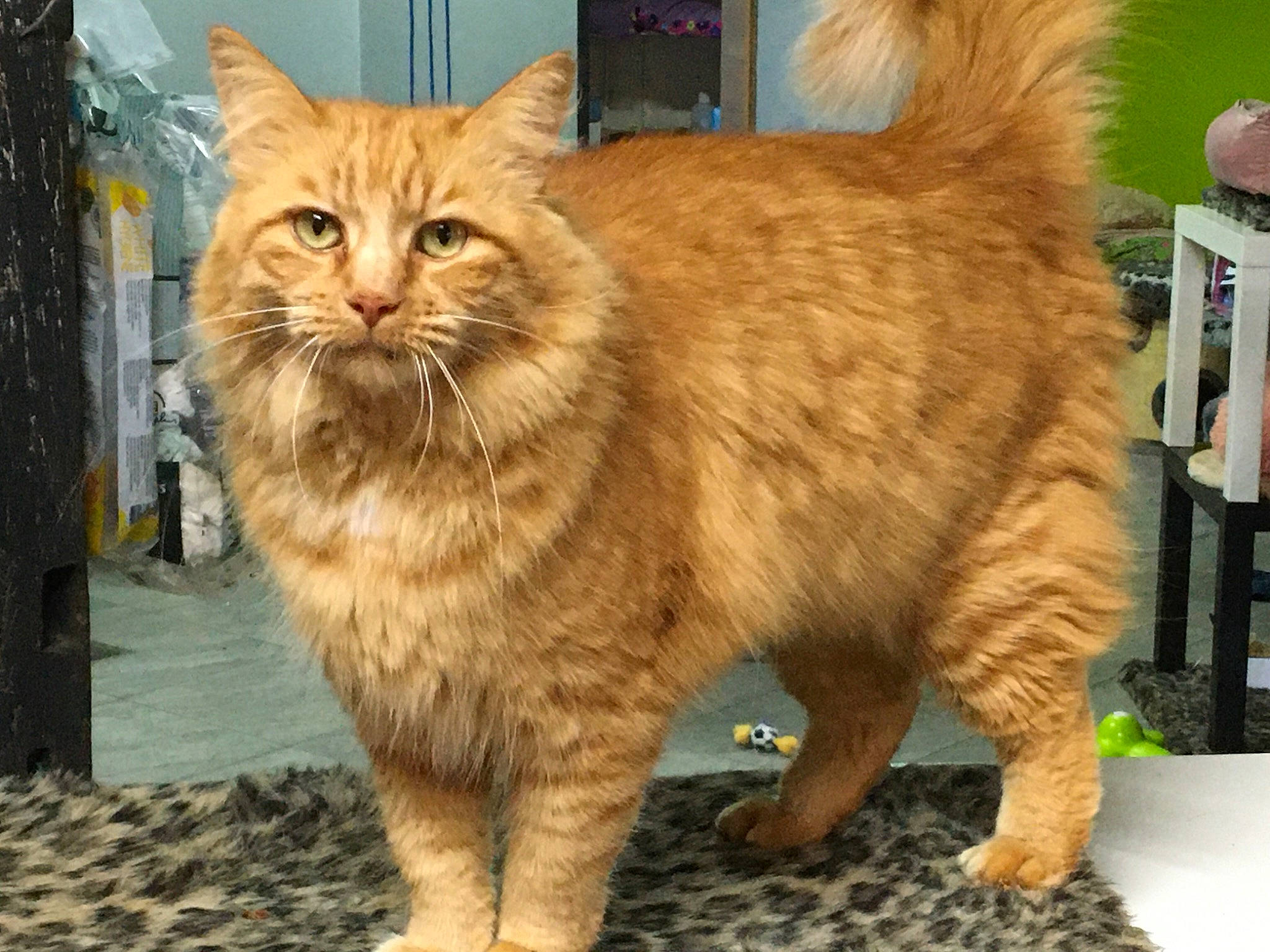 Garfield participe au concours pour gagner de l'argent avec cette photo : box, carnivore, cat, claw, domestic_short_haired_cat, fawn, felidae, flooring, fur, paw, small_to_medium_sized_cats, snout, tail, terrestrial_animal, whiskers, window, wood