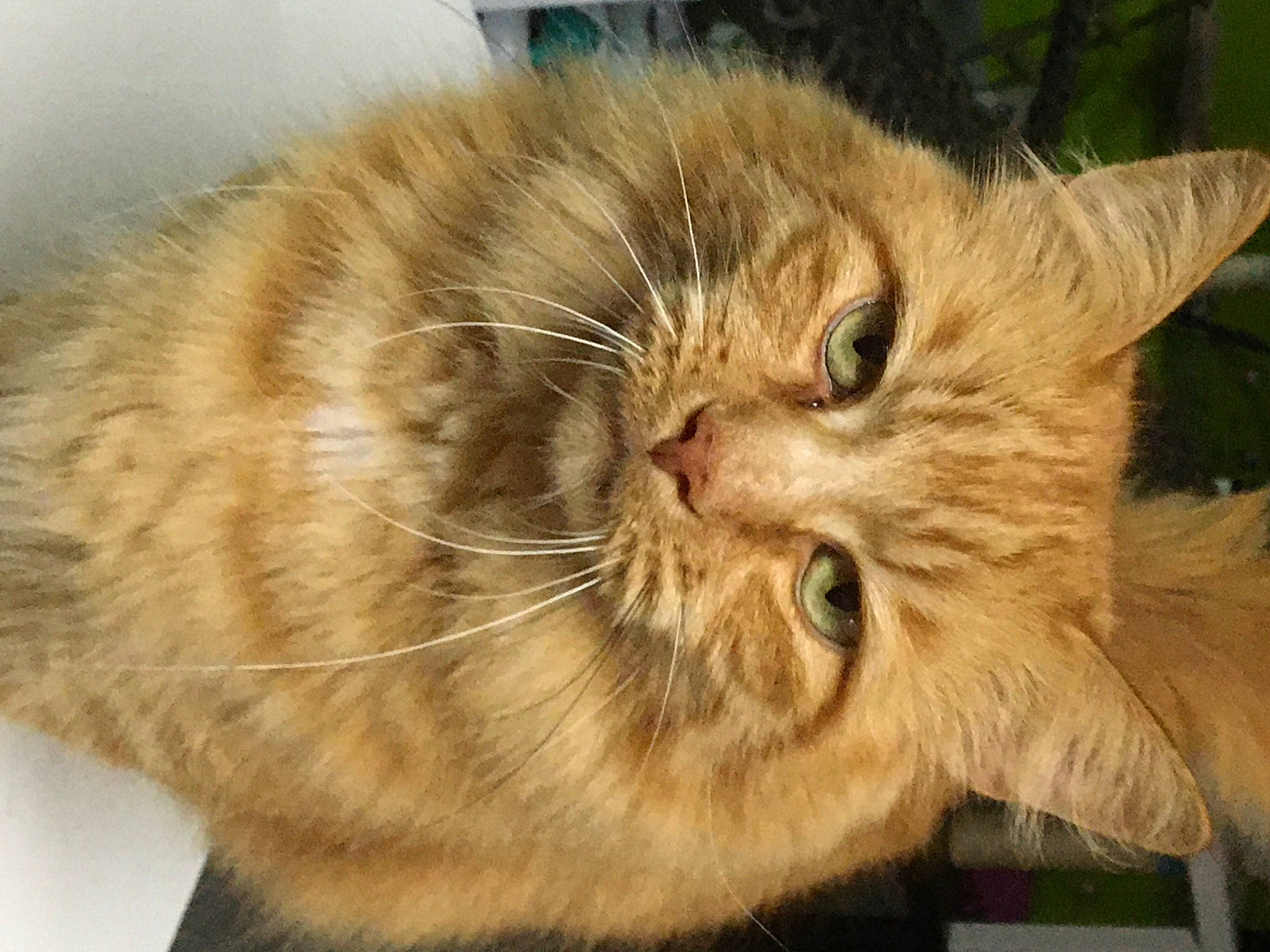 Garfield participe au concours pour gagner de l'argent avec cette photo : british_longhair, carnivore, cat, domestic_short_haired_cat, fawn, felidae, fur, paw, small_to_medium_sized_cats, snout, terrestrial_animal, whiskers, wood