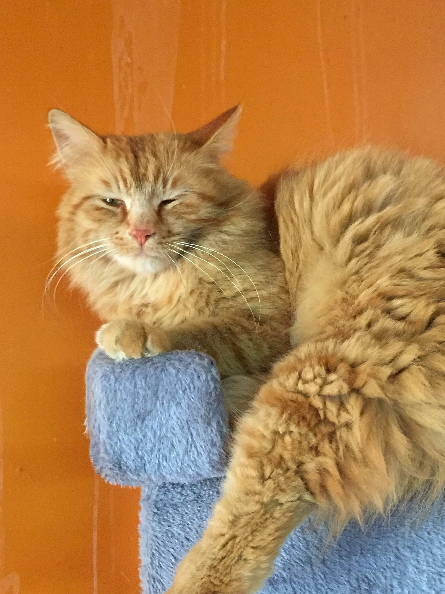 Garfield participe au concours pour gagner de l'argent avec cette photo : british_longhair, carnivore, cat, chair, claw, domestic_short_haired_cat, fawn, felidae, fur, maine_coon, paw, persian, ragdoll, small_to_medium_sized_cats, snout, tail, terrestrial_animal, whiskers, window, wood