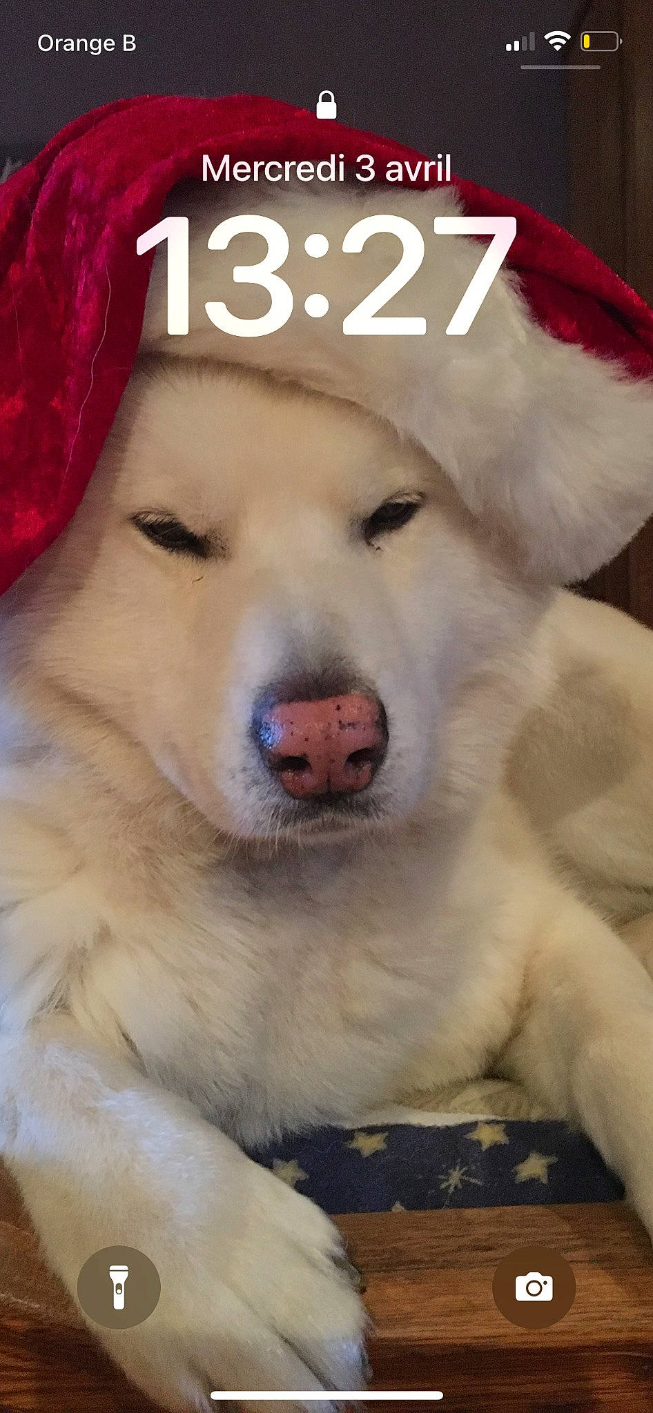 Django participe au concours pour gagner de l'argent avec cette photo : canidae, cap, carnivore, collar, companion_dog, dog, dog_breed, dog_supply, fang, font, fur, giant_dog_breed, happy, hat, paw, pet_supply, photo_caption, snout, sporting_group, whiskers