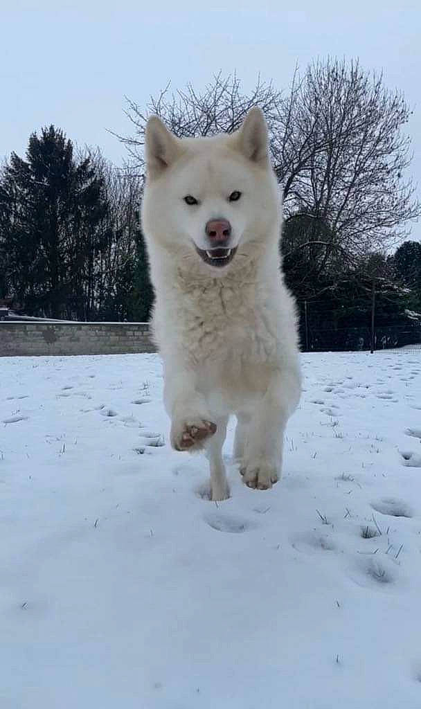 Django participe au concours pour gagner de l'argent avec cette photo : arctic, canidae, canis, canis_lupus_tundrarum, carnivore, dog, dog_breed, freezing, fur, ice_cap, sky, snout, snow, sporting_group, tree, wildlife, winter, wolf, working_animal, working_dog