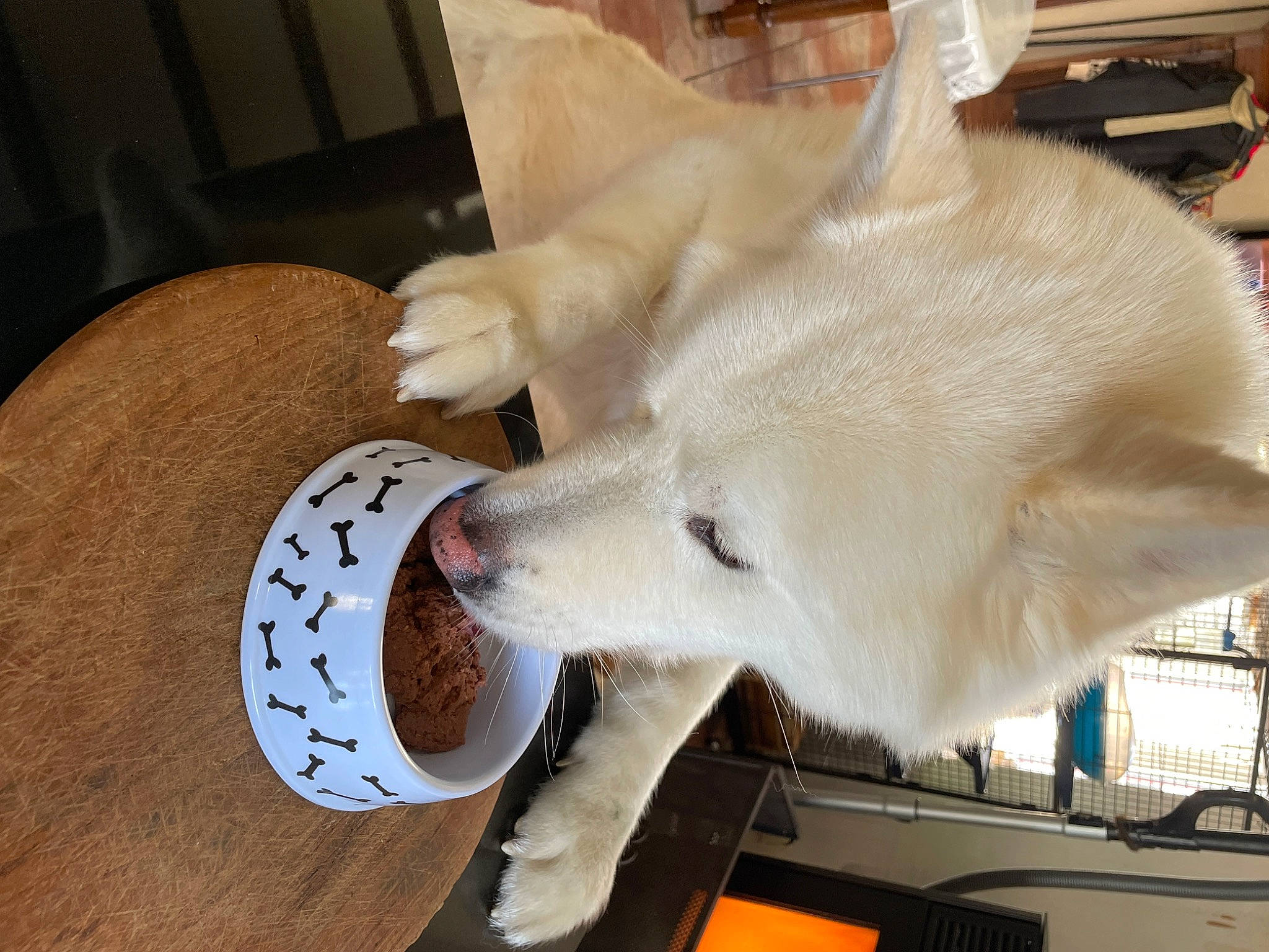 Django participe au concours pour gagner de l'argent avec cette photo : art, canidae, carnivore, claw, companion_dog, dog, dog_breed, fawn, felidae, fur, hardwood, jaw, non_sporting_group, snout, sporting_group, tail, whiskers, wing, wood, working_animal