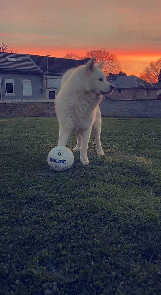 Django participe au concours pour gagner de l'argent avec cette photo : art, ball, building, canidae, carnivore, cloud, dog_breed, freezing, grass, grassland, ice_cap, landscape, polar_ice_cap, sky, sporting_group, sports_equipment, tail, tree, window, winter