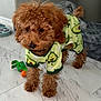 Tobby is registered to the contest to win money with this photo: airedale, animal, bison, canine, clothing, coat, cockerspaniel, crawling, dog, furniture, hardwood, indoors, person, pet, poodle, puppy, terrier, whitedog, wood