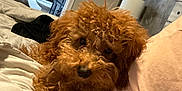 Tobby joined the competition — help win amazing prizes! airedale, animal, bed, bedroom, canine, computer, couch, cushion, dog, door, electronics, furniture, homedecor, indoors, interiordesign, pet, poodle, puppy, room, terrier