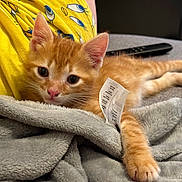 Tiko participe au concours pour gagner de l'argent avec cette photo : abyssinian, animal, bed, blanket, cat, couch, furniture, homedecor, kitten, linen, manx, person, pet, quilt, sleeping, text, towel