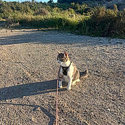 Aïka a rejoint le concours — aidez-le/la à gagner de superbes lots ! cat, harness, outdoor, gravel, shadow, sunlight, nature, greenery, blue_sky, animal, pet, sitting, curious, leash, daytime, plants, rocks, path, wildlife, adventure