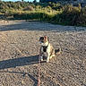 cat, harness, outdoor, gravel, shadow, sunlight, nature, greenery, blue_sky, animal, pet, sitting, curious, leash, daytime, plants, rocks, path, wildlife, adventure
