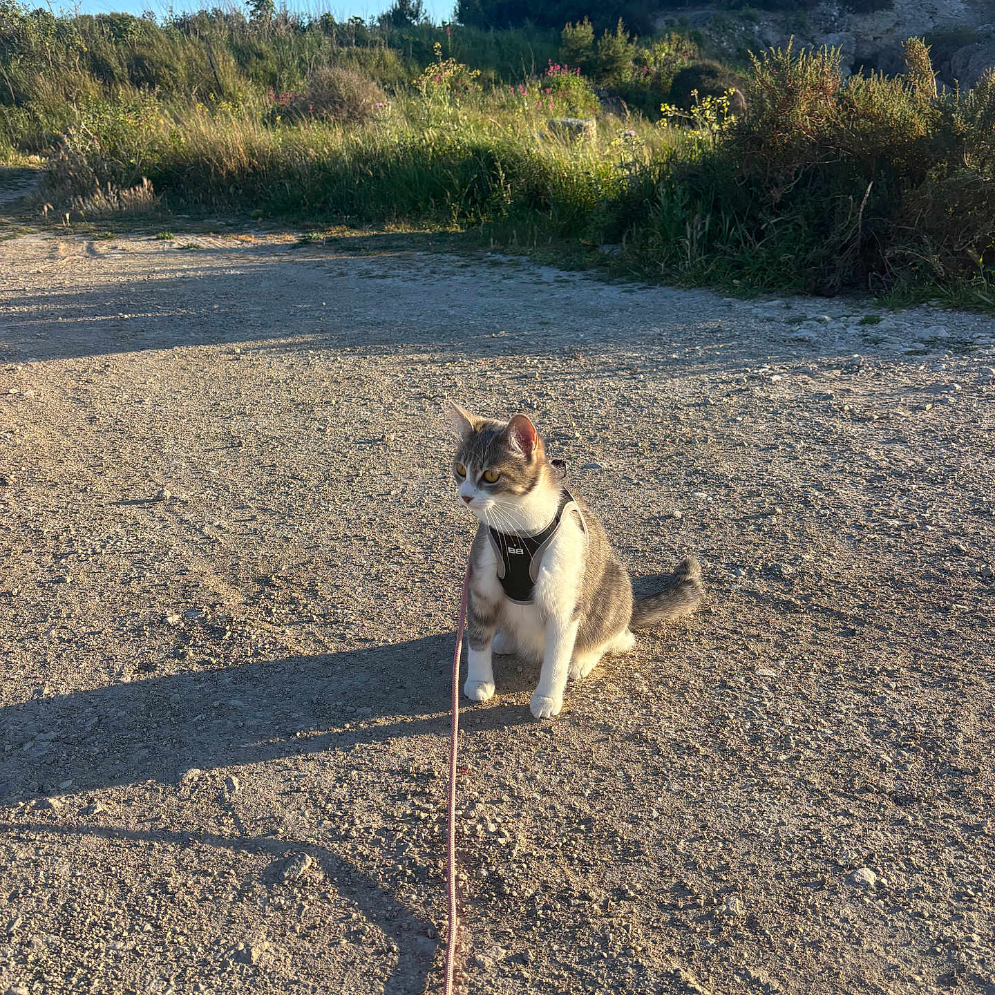 Aïka a rejoint le concours — aidez-le/la à gagner de superbes lots ! cat, harness, outdoor, gravel, shadow, sunlight, nature, greenery, blue_sky, animal, pet, sitting, curious, leash, daytime, plants, rocks, path, wildlife, adventure