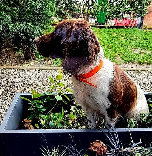 Hapache participe au concours pour gagner de l'argent avec cette photo : carnivore, collar, companion_dog, dog, dog_breed, dog_collar, fawn, flowerpot, fur, giant_dog_breed, grass, liver, plant, pointing_breed, snout, soil, sporting_group, tail, tree, working_animal