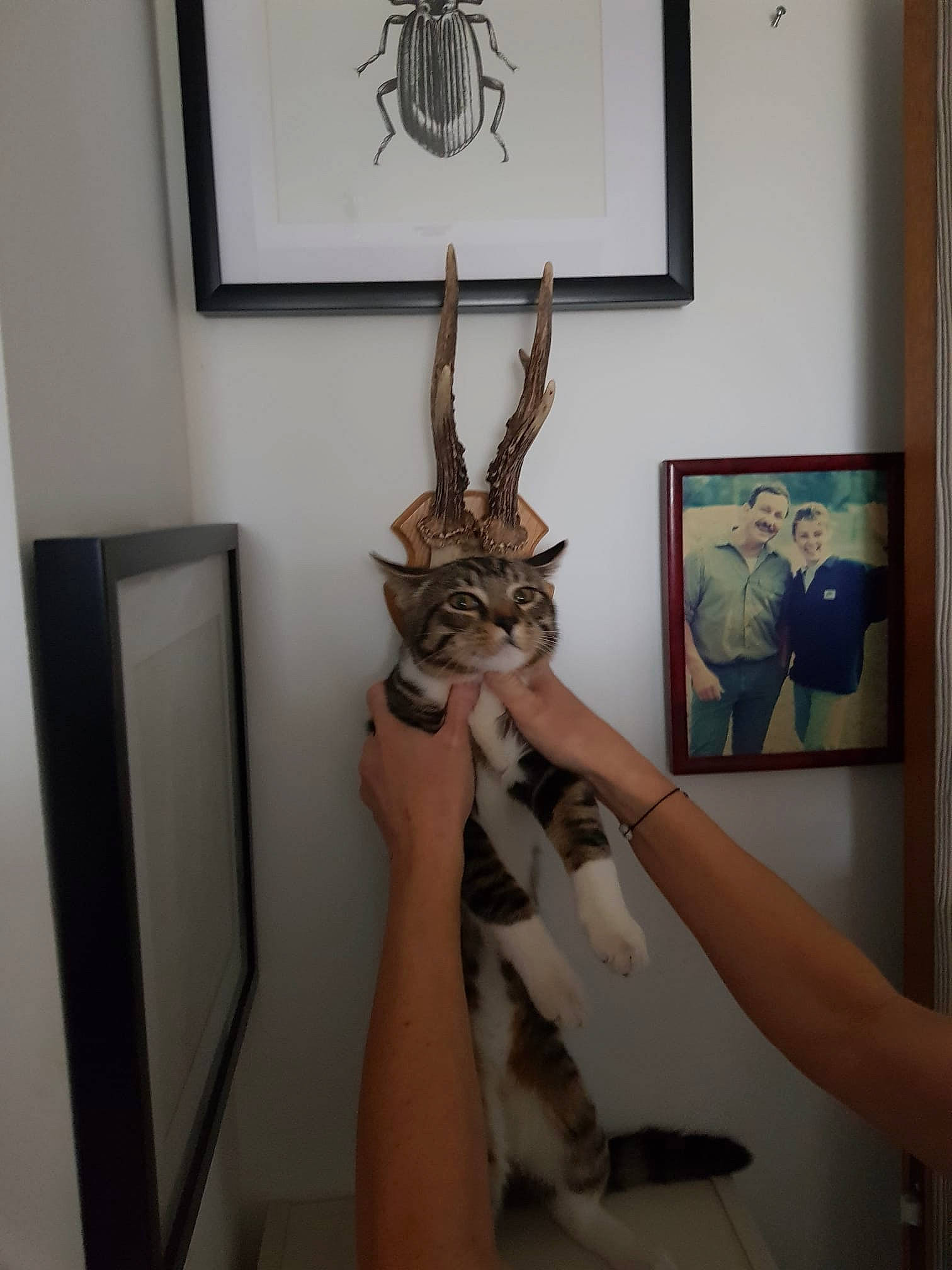 Sparo participe au concours pour gagner de l'argent avec cette photo : art, cat, event, fashion_design, fawn, feather, felidae, fur, gesture, natural_material, painting, picture_frame, room, small_to_medium_sized_cats, tail, textile, tree, visual_arts, wall, whiskers