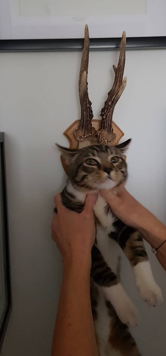 Sparo participe au concours pour gagner de l'argent avec cette photo : animal_product, antler, carnivore, cat, deer, fawn, feather, felidae, fur, horn, mammal, natural_material, small_to_medium_sized_cats, snout, tail, terrestrial_animal, vertebrate, whiskers, wildlife, wood