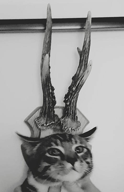 Sparo a rejoint le concours — aidez-le/la à gagner de superbes lots ! art, black, black_and_white, cat, domestic_short_haired_cat, felidae, fur, head, monochrome, monochrome_photography, natural_material, small_to_medium_sized_cats, still_life_photography, stock_photography, style, twig, visual_arts, whiskers, wildlife, wood