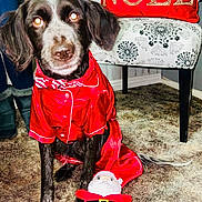 Riri is registered to the contest to win money with this photo: adult, animal, canine, clothing, coat, couch, cushion, dog, face, female, furniture, head, homedecor, jacket, person, pet, photography, portrait, toy, woman