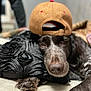 Riri is registered to the contest to win money with this photo: animal, baseballcap, canine, cap, clothing, couch, dog, face, formalwear, furniture, hat, head, hound, person, pet, photography, pointer, puppy, suit, wood