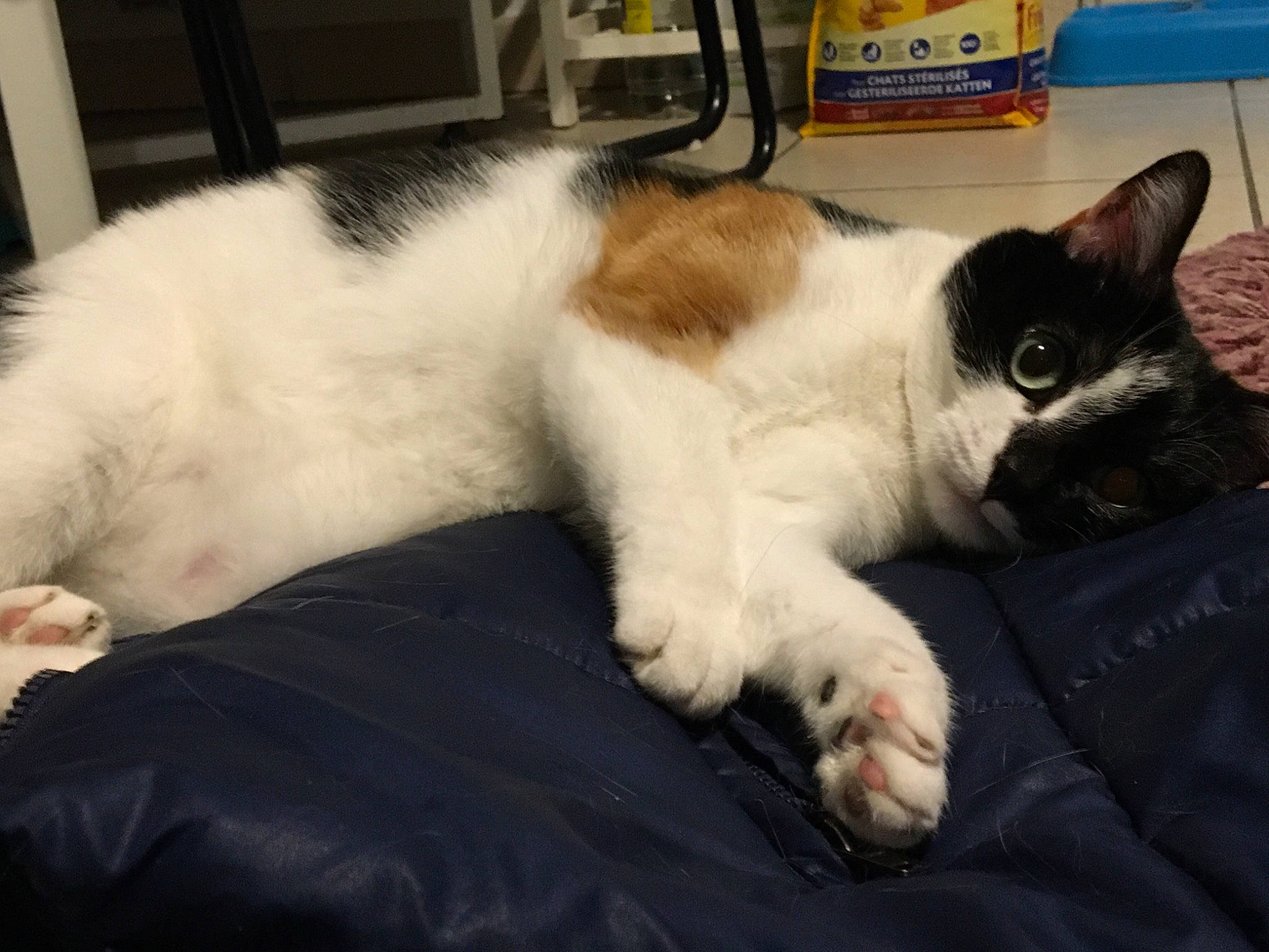 Octavia participe au concours pour gagner de l'argent avec cette photo : carnivore, cat, claw, comfort, domestic_short_haired_cat, eye, felidae, fur, lap, linens, nap, paw, sitting, sleep, small_to_medium_sized_cats, snout, tail, whiskers