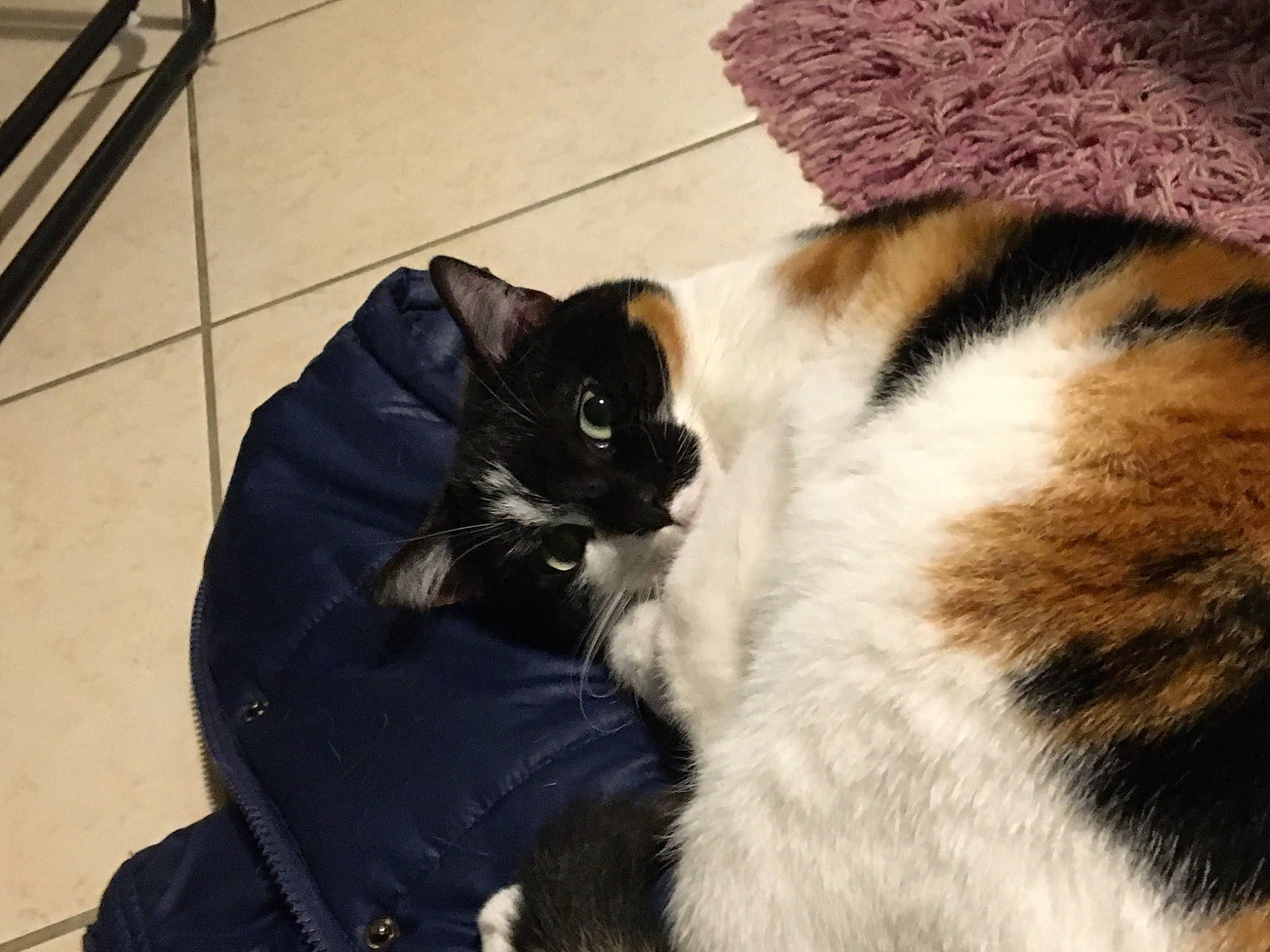 Octavia a rejoint le concours — aidez-le/la à gagner de superbes lots ! carnivore, cat, claw, comfort, domestic_short_haired_cat, felidae, flooring, fur, hardwood, mammal, paw, small_to_medium_sized_cats, tail, vertebrate, whiskers, wood