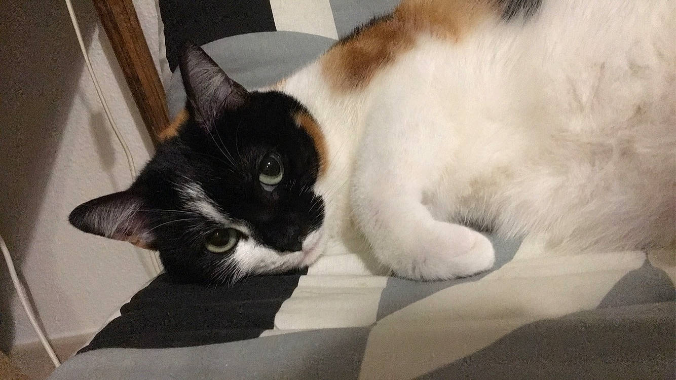 Octavia participe au concours pour gagner de l'argent avec cette photo : box, carnivore, cat, claw, comfort, domestic_short_haired_cat, felidae, fur, nap, paw, small_to_medium_sized_cats, snout, tail, whiskers, window