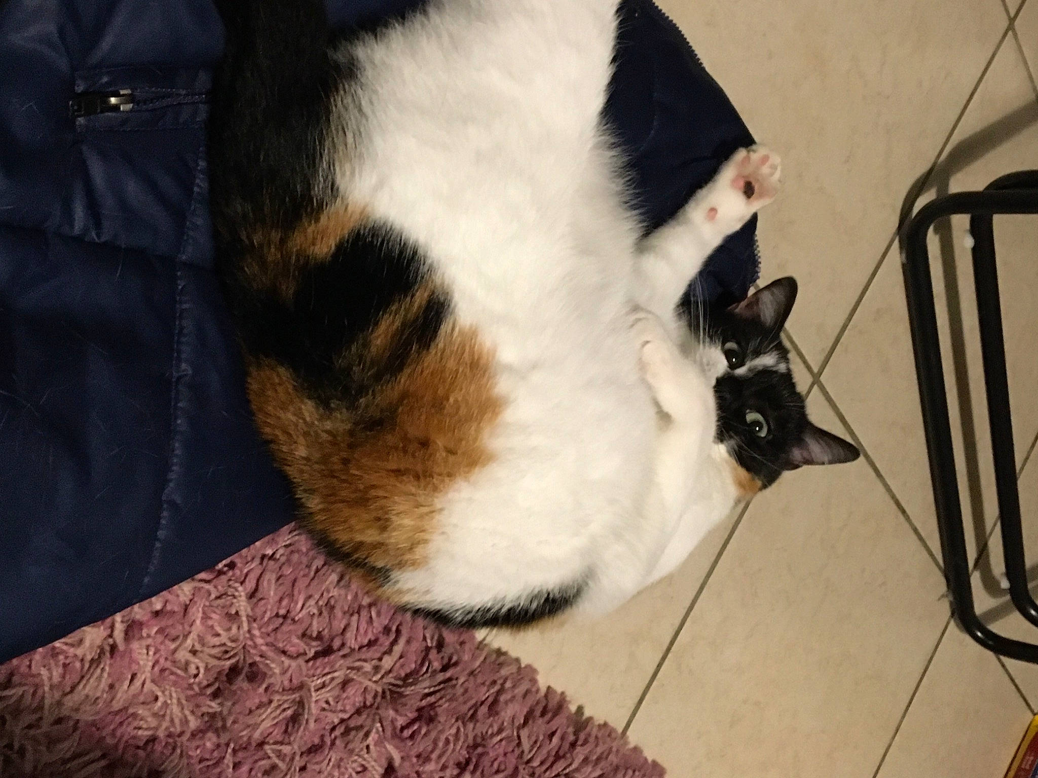 Octavia a rejoint le concours — aidez-le/la à gagner de superbes lots ! canidae, carnivore, cat, claw, comfort, companion_dog, dog_breed, domestic_short_haired_cat, fawn, felidae, flooring, foot, fur, hardwood, paw, small_to_medium_sized_cats, snout, tail, whiskers, wood