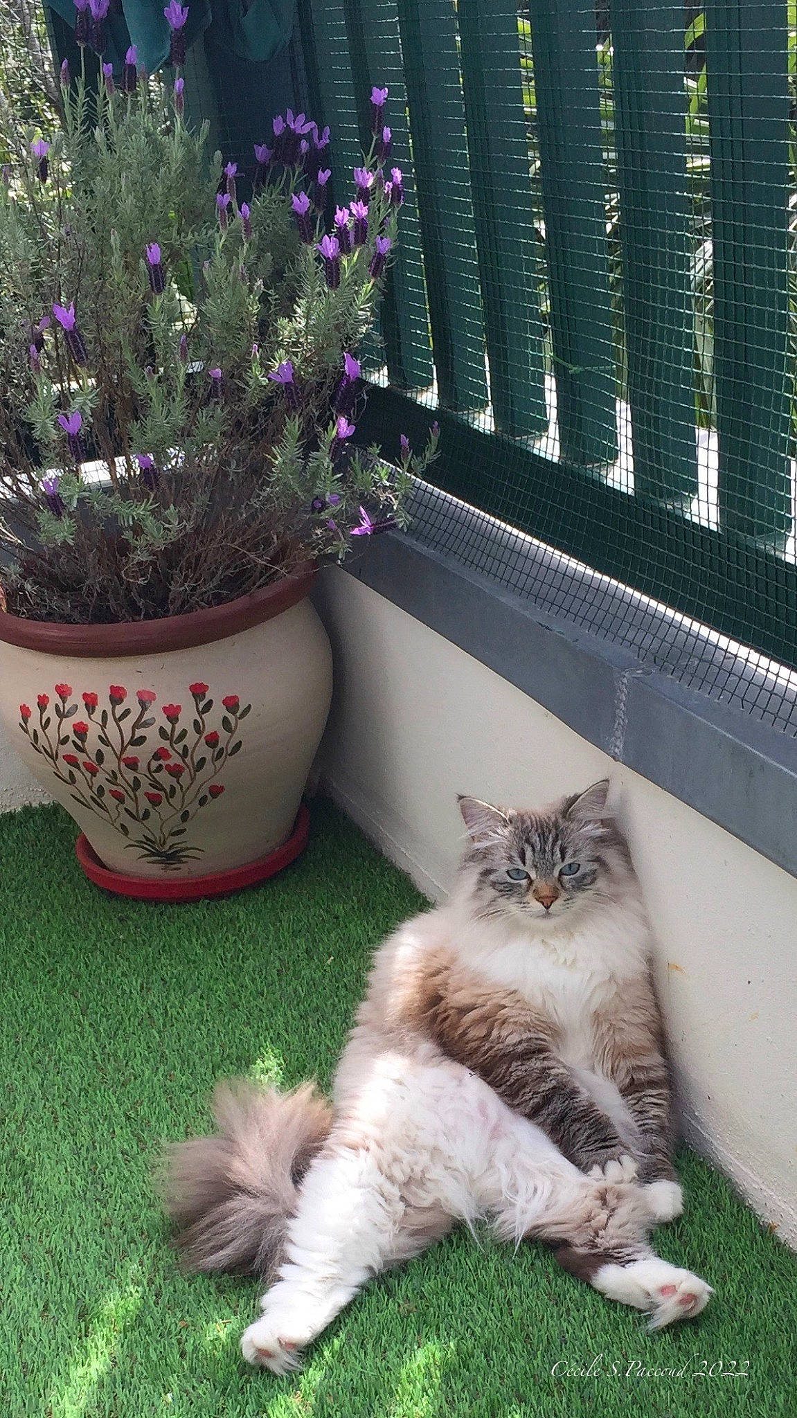 Sissy a rejoint le concours — aidez-le/la à gagner de superbes lots ! annual_plant, blue, carnivore, cat, fawn, felidae, flower, flowerpot, grass, groundcover, houseplant, lavender, mesh, plant, purple, shrub, small_to_medium_sized_cats, tail, whiskers, wood