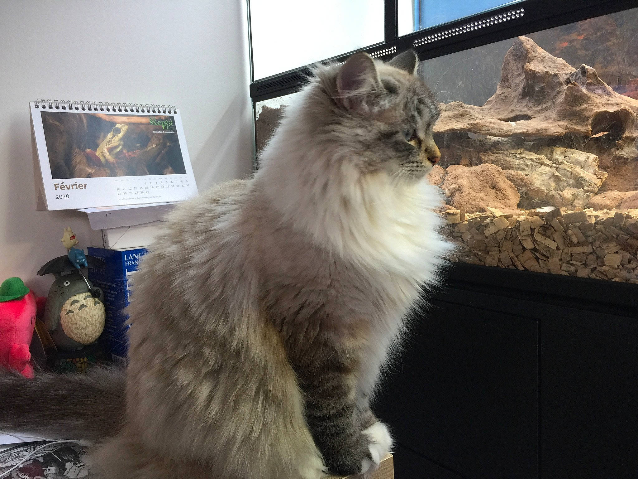 Sissy a rejoint le concours — aidez-le/la à gagner de superbes lots ! backpack, bag, british_longhair, carnivore, cat, computer, event, felidae, fur, laptop, luggage_and_bags, persian, personal_computer, sky, small_to_medium_sized_cats, snout, tail, terrestrial_animal, whiskers, window