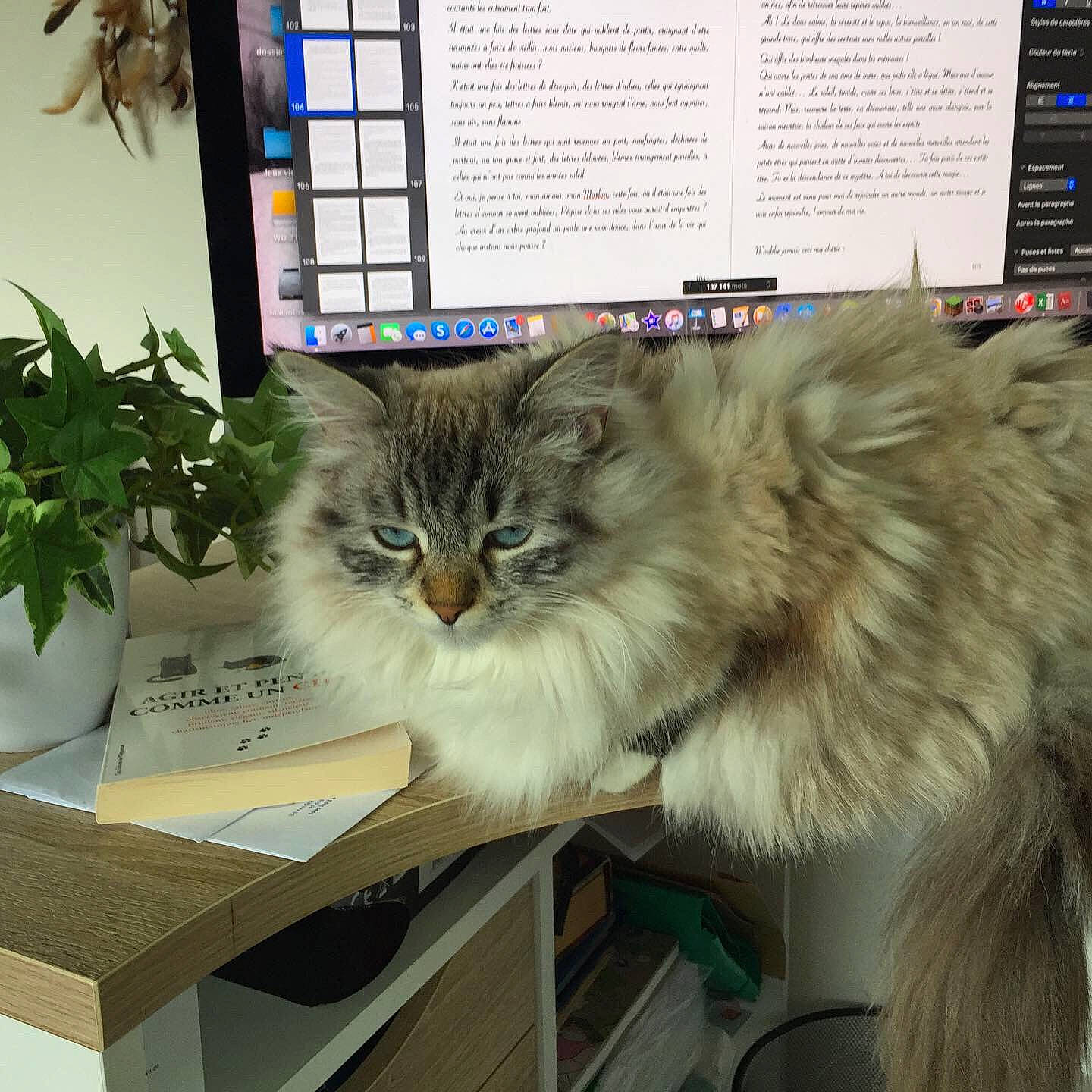 Sissy a rejoint le concours — aidez-le/la à gagner de superbes lots ! box, british_longhair, carnivore, cat, domestic_short_haired_cat, felidae, flowerpot, fur, houseplant, plant, publication, shipping_box, small_to_medium_sized_cats, snout, tail, terrestrial_animal, whiskers, window