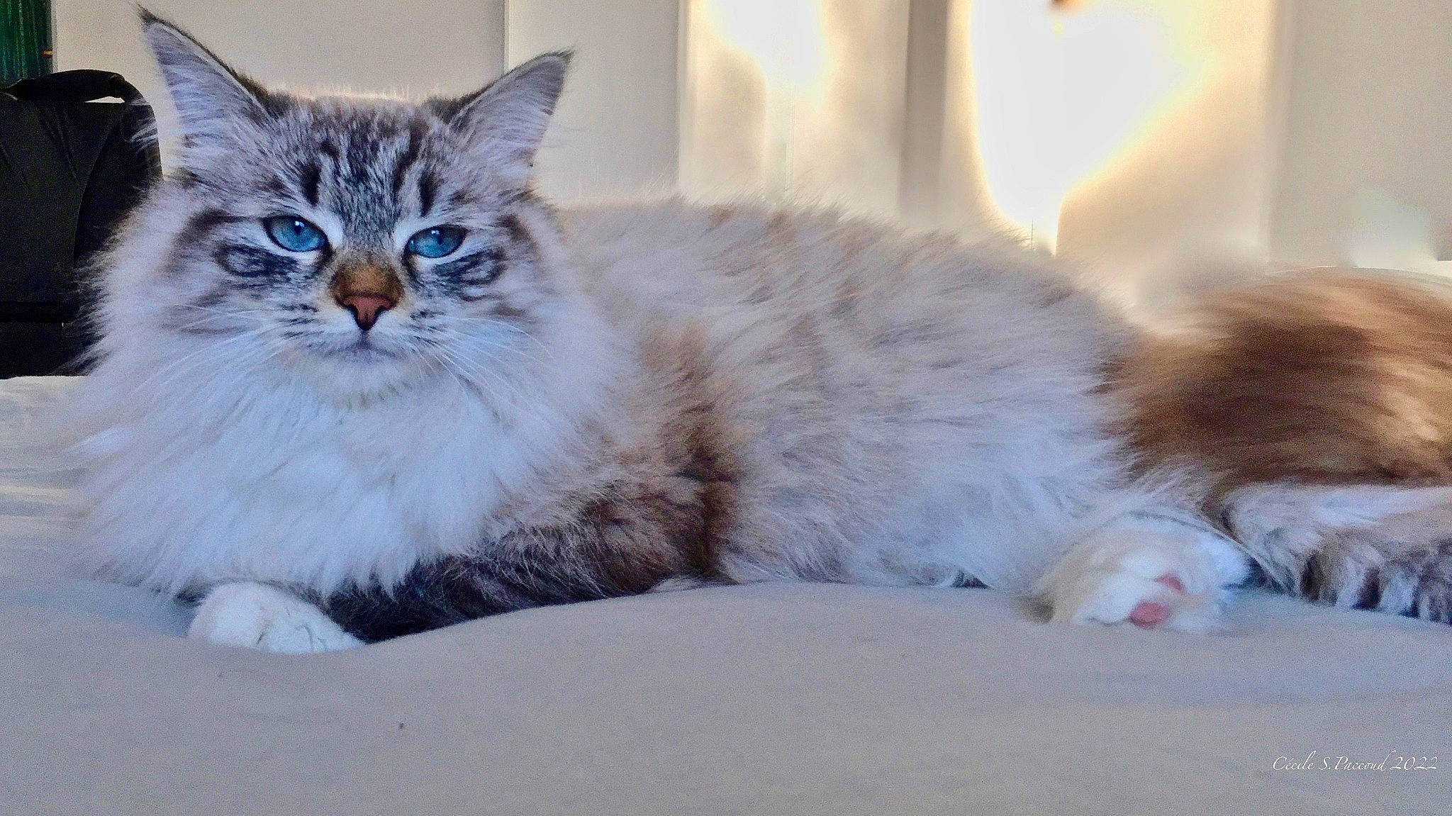 Sissy participe au concours pour gagner de l'argent avec cette photo : british_longhair, carnivore, cat, claw, comfort, domestic_short_haired_cat, felidae, fur, paw, siberian, sitting, small_to_medium_sized_cats, tail, terrestrial_animal, whiskers