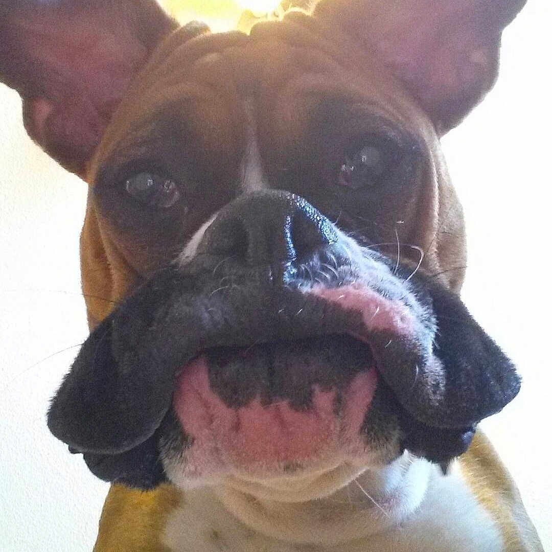 Loki joined the competition — help win amazing prizes!