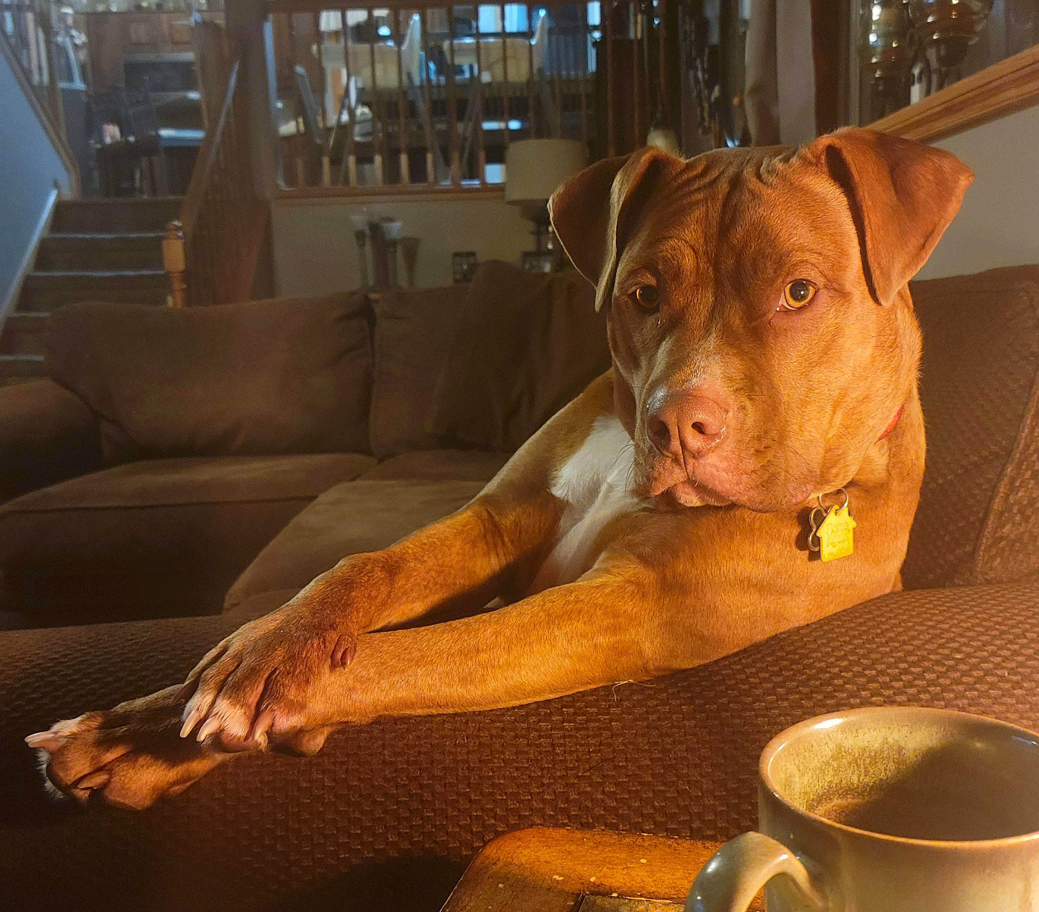 Vino joined the competition — help win amazing prizes! carnivore, coffee_cup, comfort, couch, cup, dishware, dog, dog_breed, drinkware, fawn, flooring, liver, mug, pet_supply, room, serveware, snout, tableware, wood, working_animal