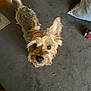 Betty Boo is registered to the contest to win money with this photo: alert, animal, brown, carpet, companion, curious, cute, dog, domestic, ears_up, floor, friendly, fur, indoor, looking_up, pet, pillow, small_dog, tail_wagging, toy